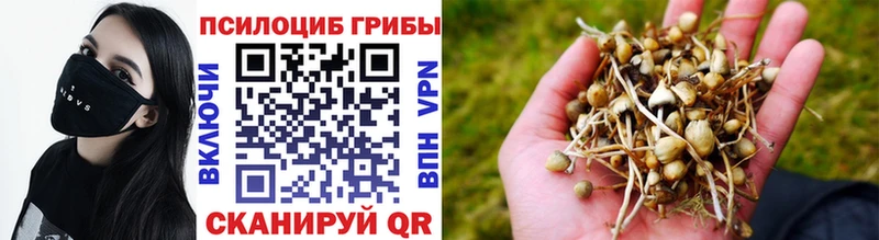 сколько стоит Иланский Галлюциногенные грибы Psilocybine cubensis